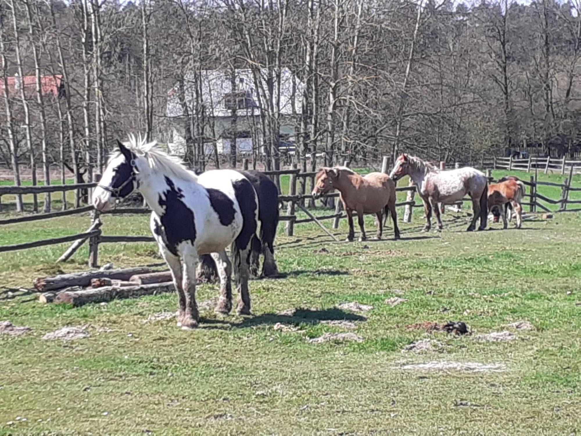 Otulina Dom W Gorach Stolowych Pod Szczelincem Pogranicze Pl-Cz Radkow Exteriér fotografie